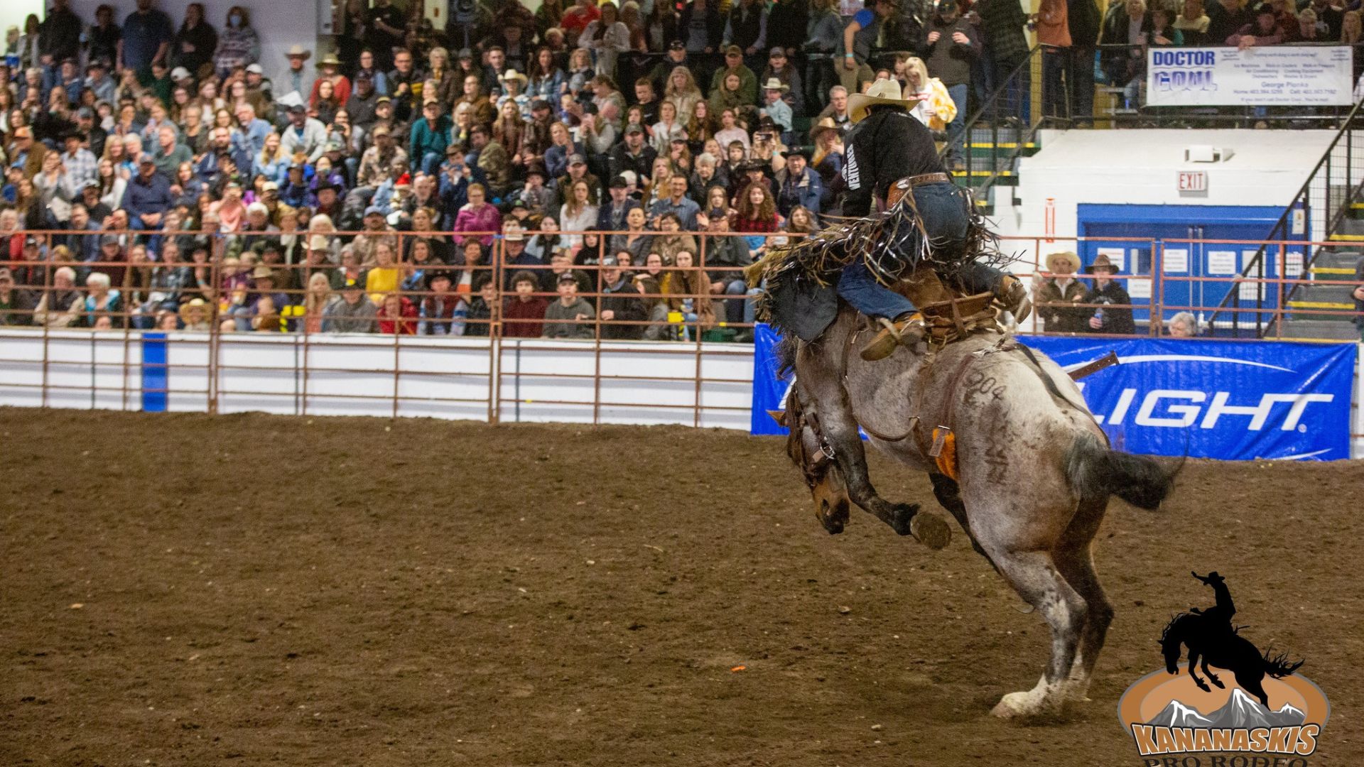A Bronc rider's horse bucks; a packed house at the Kananaskis Pro Rodeo fill the stands behind them